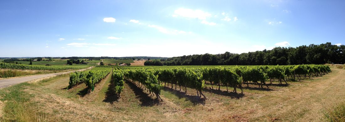 Picture of wines landscape