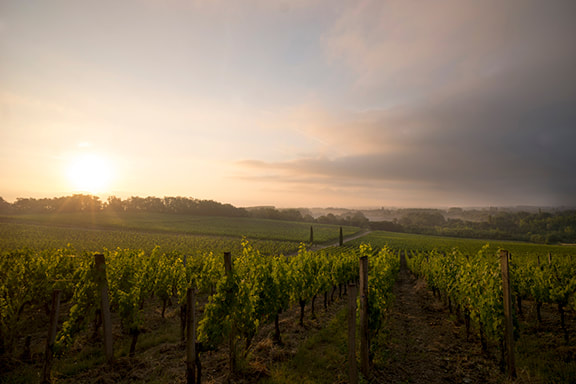 Picture of domaine - sunset
